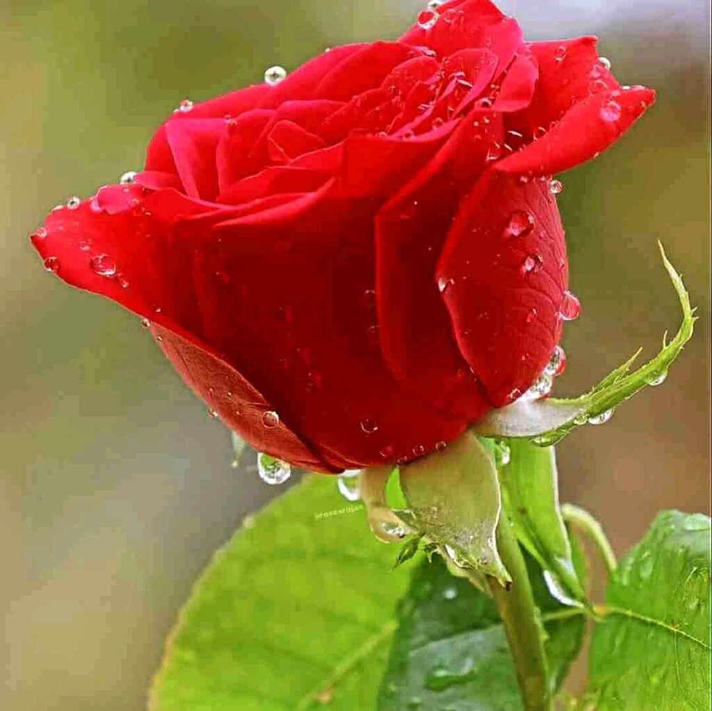 تحلیل شخصی: پیش‌بینی صعود ۱۰ درصدی در روزهای آینده 🚀