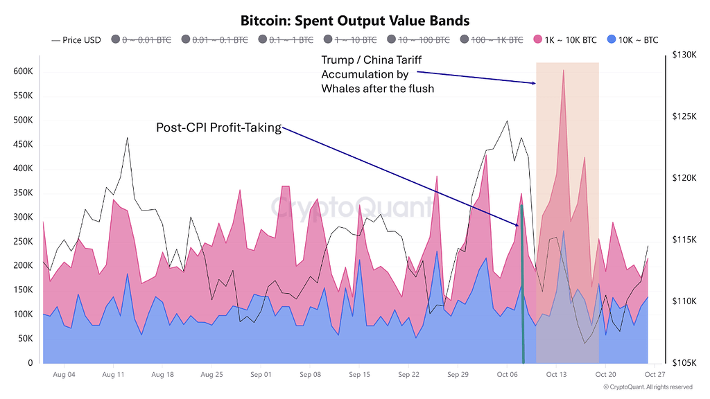 در ذهن نهنگ‌ها: چطور غول‌های بیت‌کوین پیش از ریزش بازار حرکت کردند؟ 🐋