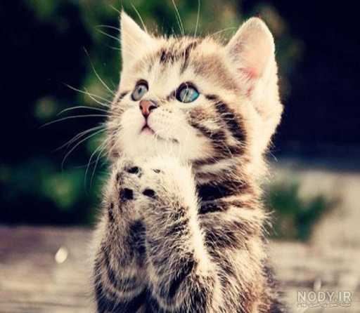 فرصت‌های خرید ارز دیجیتال با سوددهی بالا: راهنمای سرمایه‌گذاری هوشمند 💰